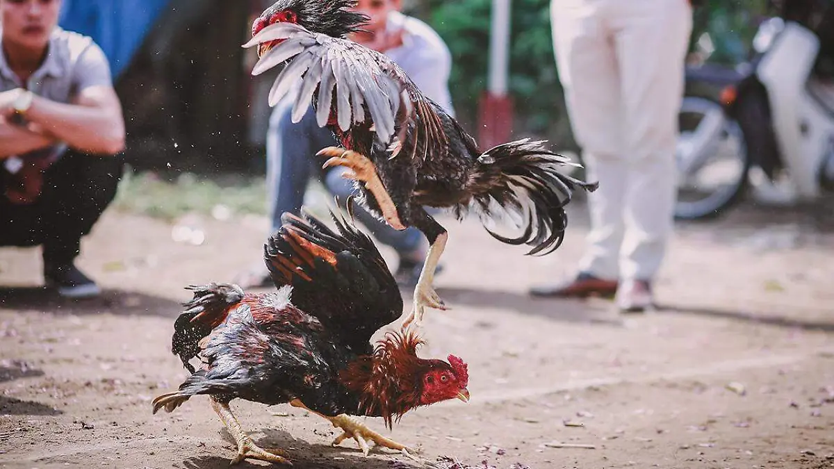 Cuando se presentó el cartel del Palenque de la Feria de Puebla lo que llamó la atención fue que volverán las peleas de gallos